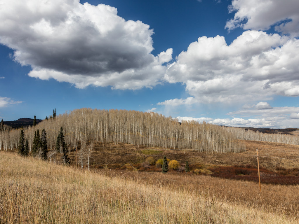 leafless aspen trees on Rabbit Ears Pass on the Continental Divide in Colorado