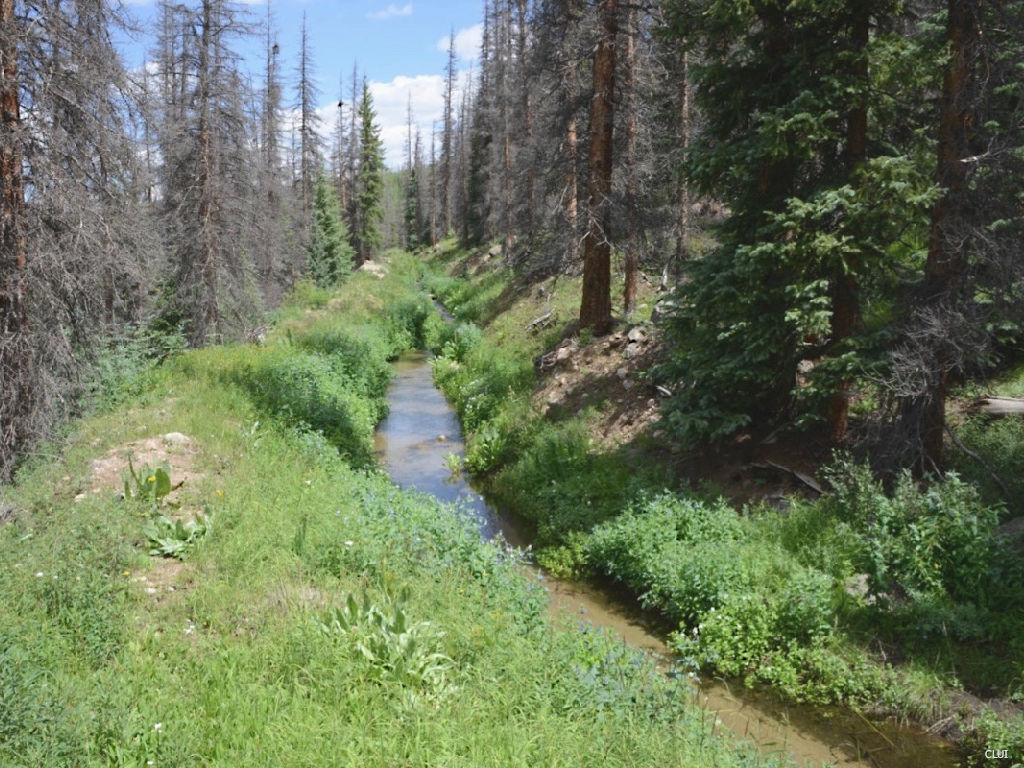 Tabor Ditch on top of Spring Creek Pass in the woods